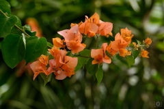 Orange Bougainvillea Branch Background - High-quality free Photo from FreeArtBackgrounds.com