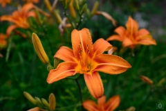 Orange Daylily Flower Background - High-quality free Photo from FreeArtBackgrounds.com