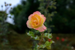 Orange and Yellow Rose Background - High-quality free Photo from FreeArtBackgrounds.com