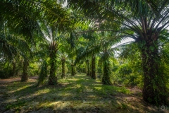 
Palm Forest Background