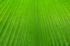Palm Leaf Texture - High-quality free Photo from FreeArtBackgrounds.com
