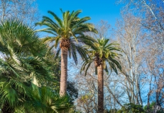 Palm Trees Background  - High-quality free Photo from FreeArtBackgrounds.com