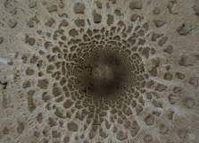 Parasol Mushroom Cap Texture - High-quality free Photo from FreeArtBackgrounds.com