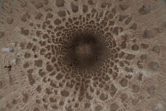 Parasol Mushroom Texture - High-quality free Photo from FreeArtBackgrounds.com