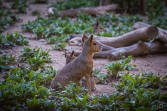 
Patagonian Mara Background