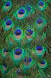Peacock Tail Background  - High-quality free Photo from FreeArtBackgrounds.com