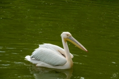 
Pelican Background