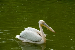 Pelican Background  - High-quality free Photo from FreeArtBackgrounds.com