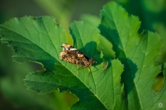 
Perched Butterfly Background