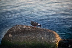 Perched Pigeon on Stone into the Sea Background - High-quality free Photo from FreeArtBackgrounds.com