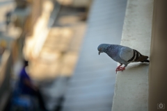 Perched Pigeon on the Windowsill Background - High-quality free Photo from FreeArtBackgrounds.com