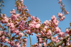 Pink Blossoms and Sky Background