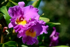 Pink Cattleya Orchid Flower Background - High-quality free Photo from FreeArtBackgrounds.com