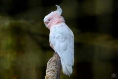 Pink Cockatoo Parrot Background - High-quality free Photo from FreeArtBackgrounds.com