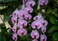 
Pink Moth Orchids Background