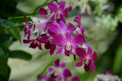
Pink Orchid Background