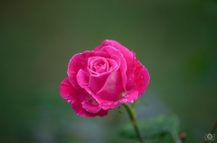Pink Rose Background  - High-quality free Photo from FreeArtBackgrounds.com