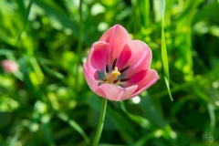 Pink Tulip Background - High-quality free Photo from FreeArtBackgrounds.com