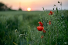 
Poppies in Sunset Background
