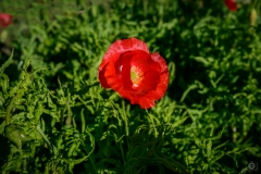 Poppy Background - High-quality free Photo from FreeArtBackgrounds.com