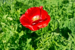 Poppy Flower Background - High-quality free Photo from FreeArtBackgrounds.com