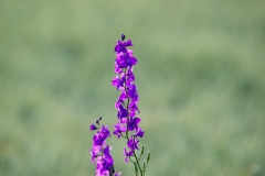 Purple Field Flower Background - High-quality free Photo from FreeArtBackgrounds.com