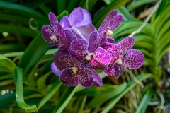 Purple Orchid Flower Background - High-quality free Photo from FreeArtBackgrounds.com