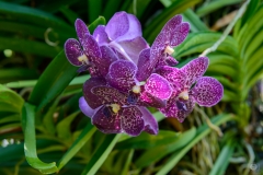 
Purple Orchid Flower Background