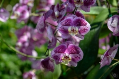 Purple Orchids Background - High-quality free Photo from FreeArtBackgrounds.com