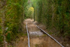 Railway in Green Tunnel Background  - High-quality free Photo from FreeArtBackgrounds.com
