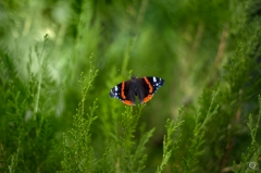 Red Admiral Butterfly Background - High-quality free Photo from FreeArtBackgrounds.com