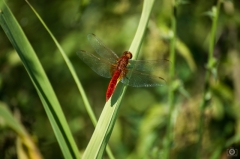 Red Dragonfly Background - High-quality free Photo from FreeArtBackgrounds.com