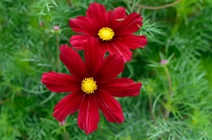 Red Flower Background - High-quality free Photo from FreeArtBackgrounds.com