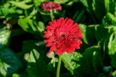 Red Gerbera Daisy Flower Background  - High-quality free Photo from FreeArtBackgrounds.com