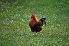 
Red Rooster Background