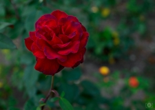 Red Rose Background - High-quality free Photo from FreeArtBackgrounds.com