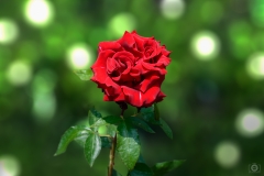 Red Rose Background - High-quality free Photo from FreeArtBackgrounds.com