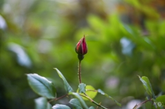Red Rose Bud Background - High-quality free Photo from FreeArtBackgrounds.com