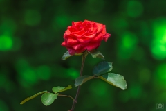 Red Rose Green Background - High-quality free Photo from FreeArtBackgrounds.com
