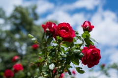 Red Roses and Sky Background - High-quality free Photo from FreeArtBackgrounds.com