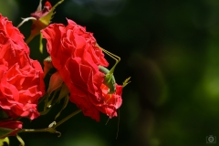 Red Roses with Grasshopper Background - High-quality free Photo from FreeArtBackgrounds.com