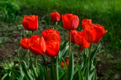 Red Tulips Background - High-quality free Photo from FreeArtBackgrounds.com