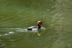 Red crested Pochard Background - High-quality free Photo from FreeArtBackgrounds.com
