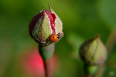 Rose Bud with Ladybug Background - High-quality free Photo from FreeArtBackgrounds.com