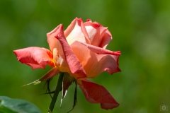 
Rose Flower Green Background