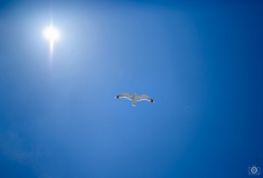 Seagull in Flight with Shining Sun Background  - High-quality free Photo from FreeArtBackgrounds.com