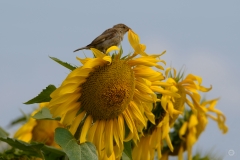 Sparrow on Sunflower Background - High-quality free Photo from FreeArtBackgrounds.com