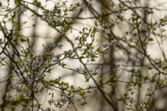 
Spring Background
