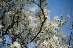 Spring Background with White Blossoming Tree - High-quality free Photo from FreeArtBackgrounds.com