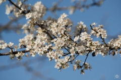 
Spring Blossoms Background